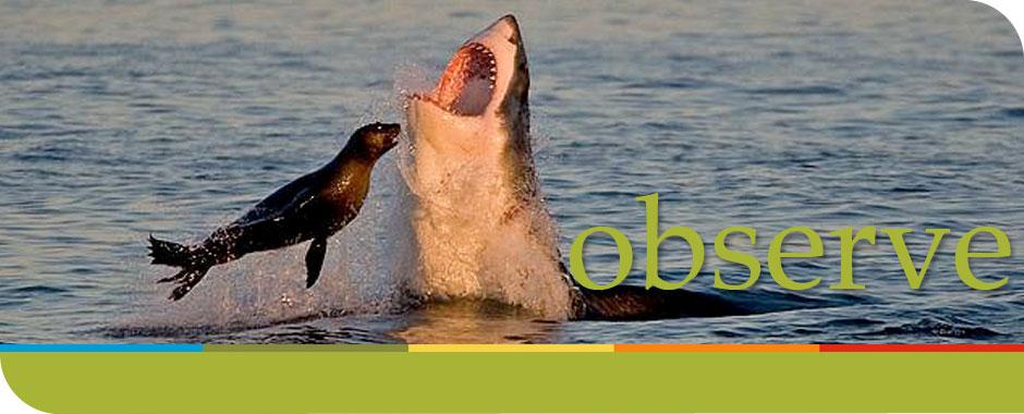 header slideshow